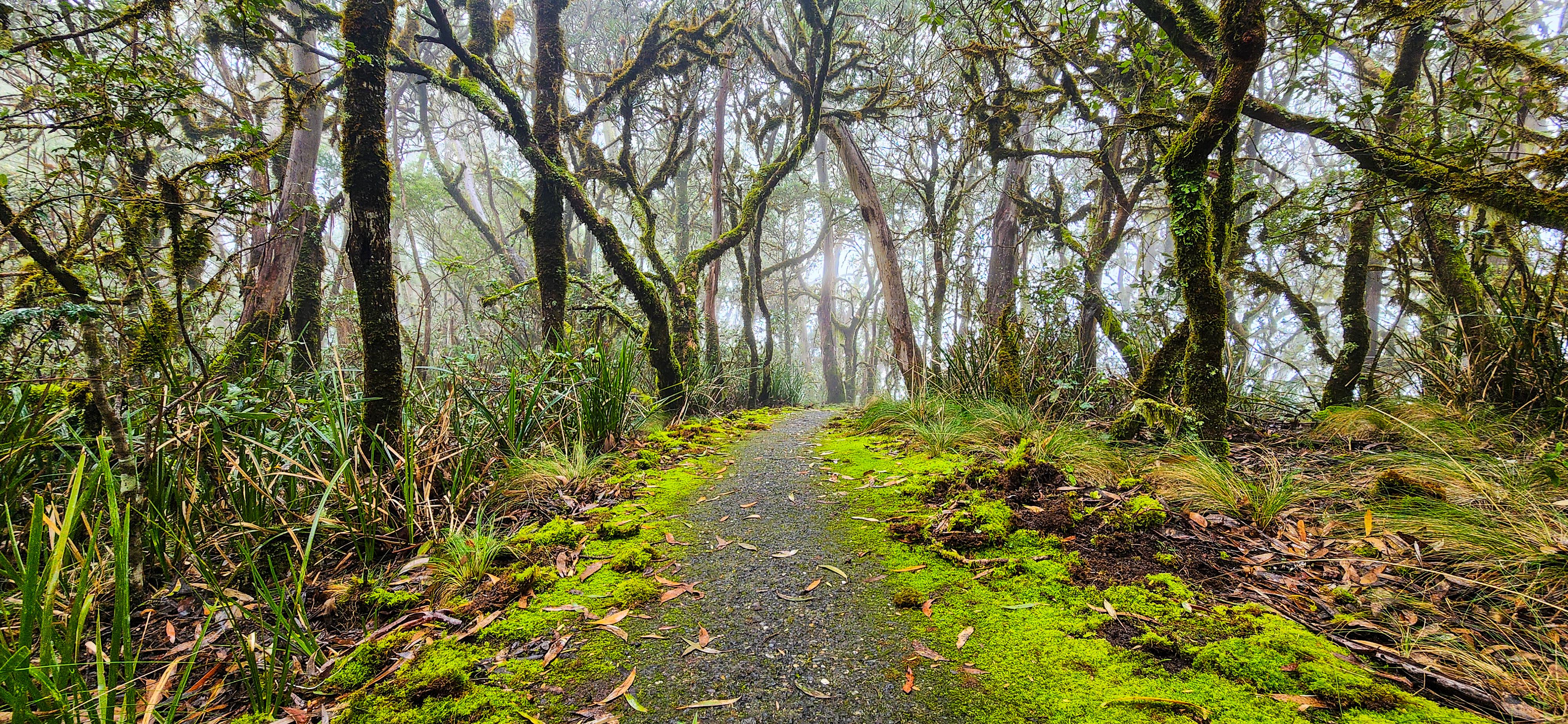 Point Lookout Track